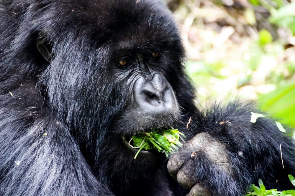 Gorillas & More | Rwanda & Uganda Gorilla Adventures