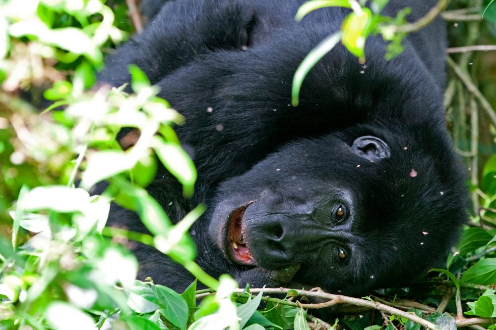 Gorillas & More | Rwanda & Uganda Gorilla Adventures