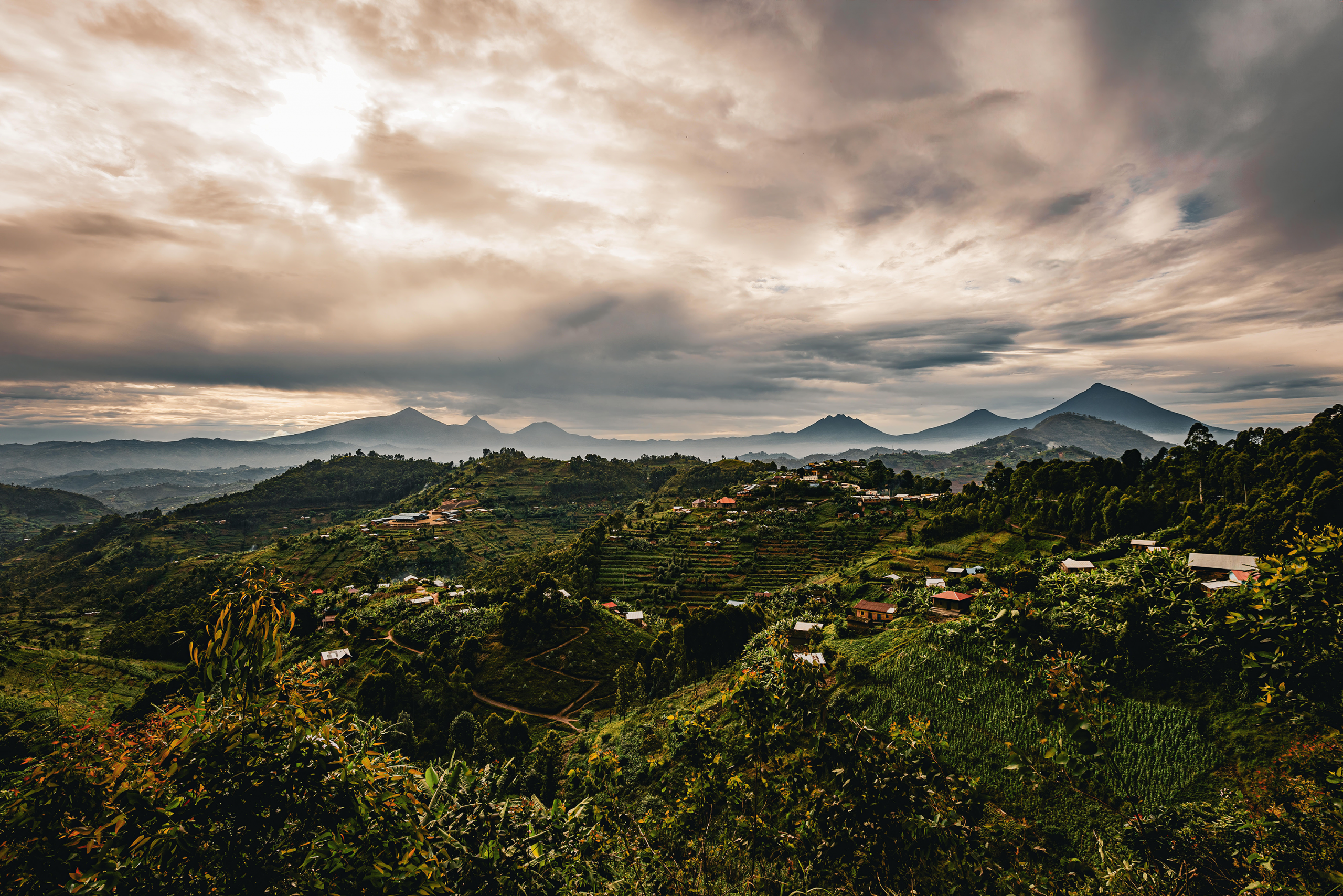 Gorillas & More | Rwanda & Uganda Gorilla Adventures