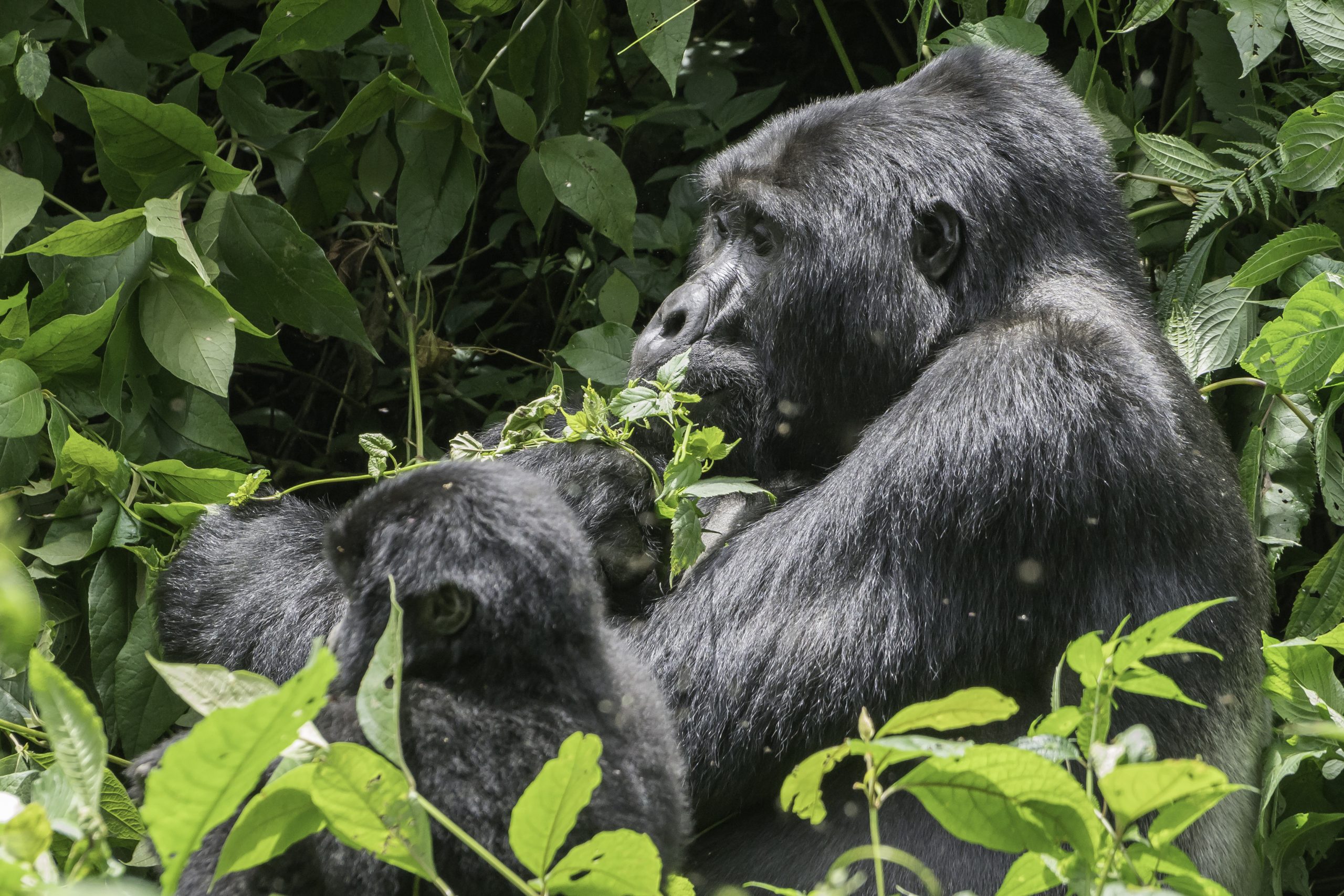 Gorillas & More | Rwanda & Uganda Gorilla Adventures